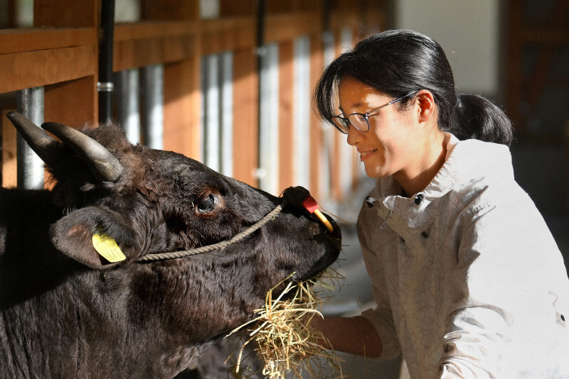 移住し繁殖農家として但馬牛を育てる村田瑞樹さん。目が特にかわいいという＝兵庫県新温泉町で2024年11月11日、北村隆夫撮影