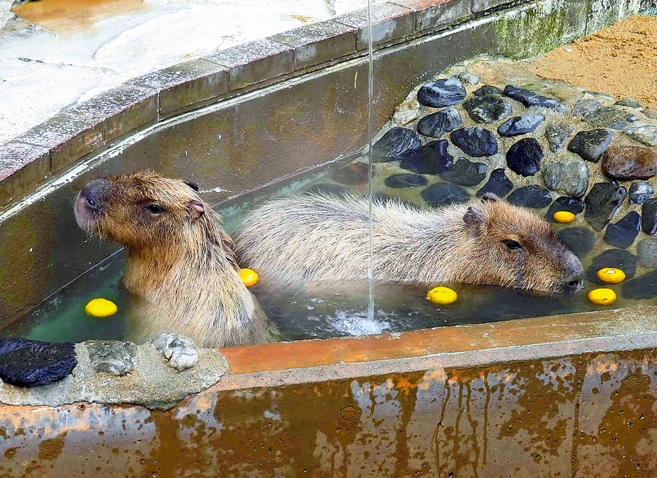 湯野温泉のお湯でくつろぐカピバラ