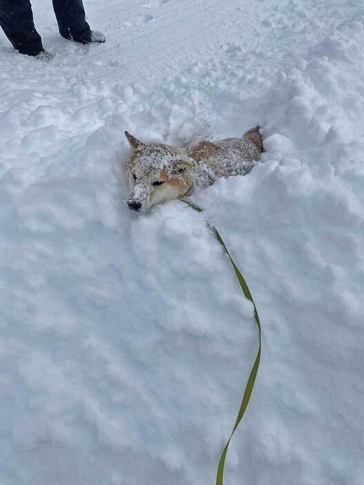 足が雪に沈んで途方に暮れている岳くん【写真提供：岳　柴犬（@hikingshibaGAKU）さん】