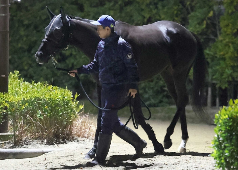 ウォーキングマシンから厩舎へ戻るクロワデュノール（撮影・亀井直樹）　