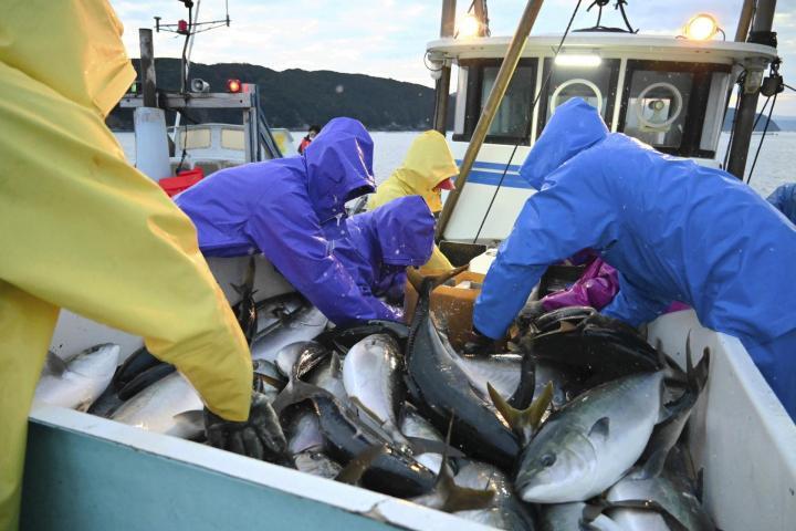 次々といけすから水揚げされる養殖ブリ＝18日午前7時ごろ、愛南町久良沖