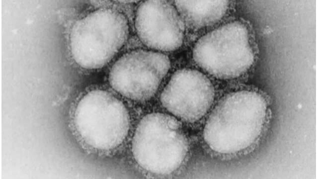 インフルエンザウイルス　※提供：国立感染症研究所