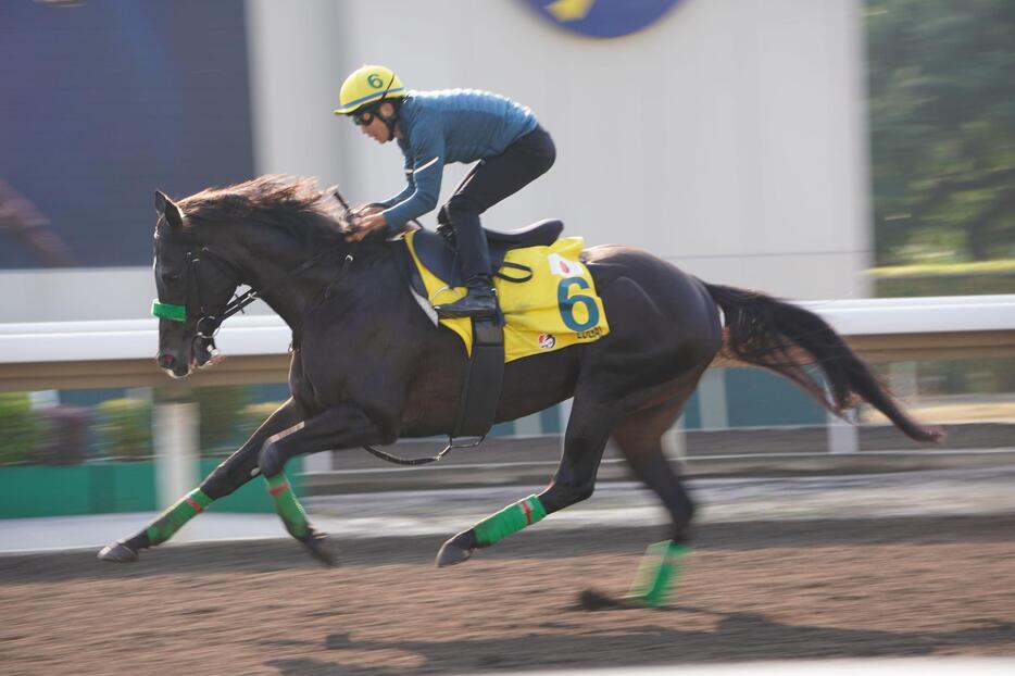 香港シャティン競馬場のAWコースに入るルガル