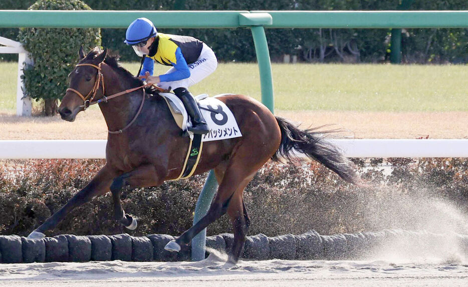 中山１Rで勝利したアパッシメント（カメラ・池内　雅彦）