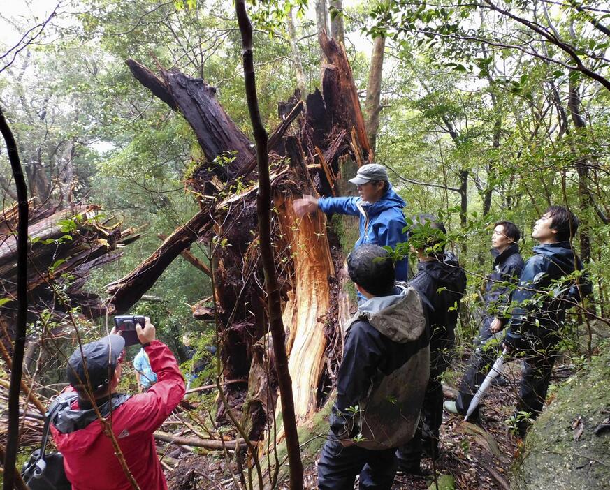 台風で倒れた「弥生杉」の被害状況を確認する関係者＝10月、鹿児島県・屋久島（屋久島森林管理署提供）