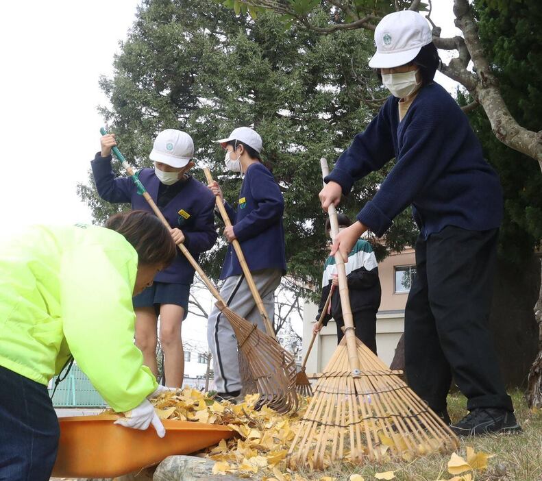 イチョウの落ち葉を集める児童たち＝兵庫県加古川市立氷丘南小学校