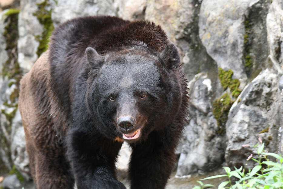 ある日クマさんとスーパーで出会ったら…