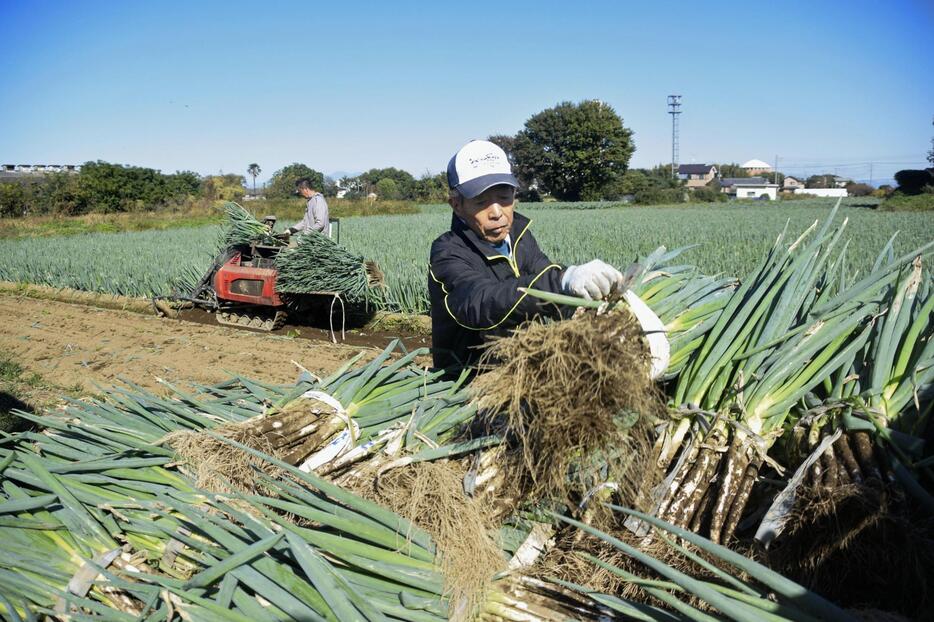 栽培した深谷ネギを収穫する農家の馬場茂さん＝2024年11月、埼玉県深谷市