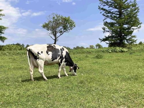 カネカグループが北海道別海町で運営する牧場（同社提供）