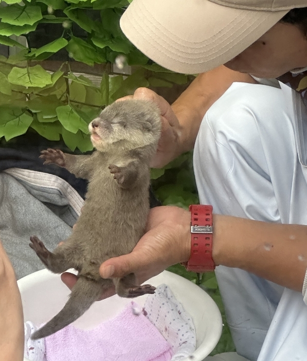 飼育担当者に抱えられ、体重測定をするコツメカワウソの赤ちゃん