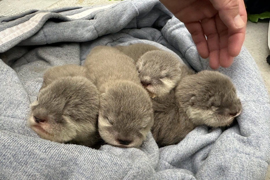 目が開き始めた頃のカワウソの赤ちゃん