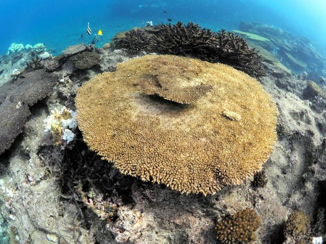 白化により死滅したテーブル状のサンゴ=2024年10月18日午前8時40分、鹿児島県奄美市笠利町の笠利湾、興克樹さん提供