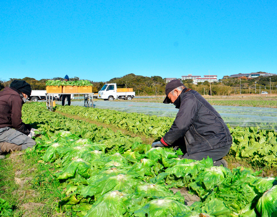 収穫作業に精を出す生産者ら＝館山