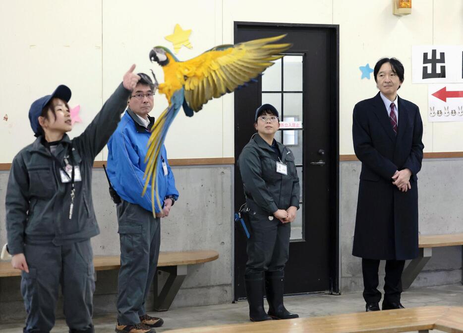 静岡市立日本平動物園で、ルリコンゴウインコのトレーニングを視察される秋篠宮さま＝19日午前