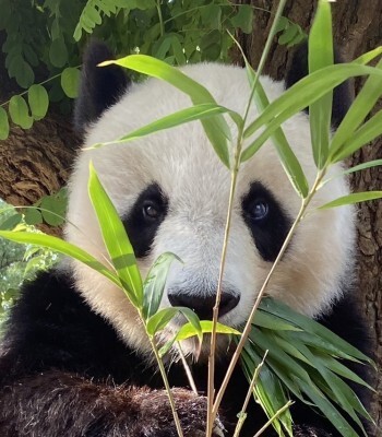 提供/神戸市立王子動物園