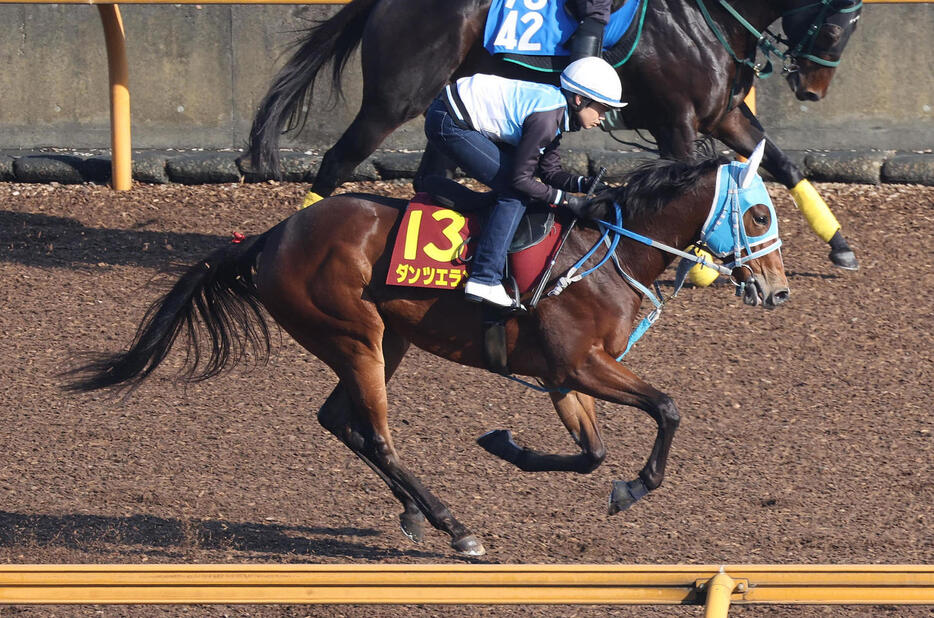 3日、CWコースでキャンター調整するダンツエラン（撮影・白石智彦）