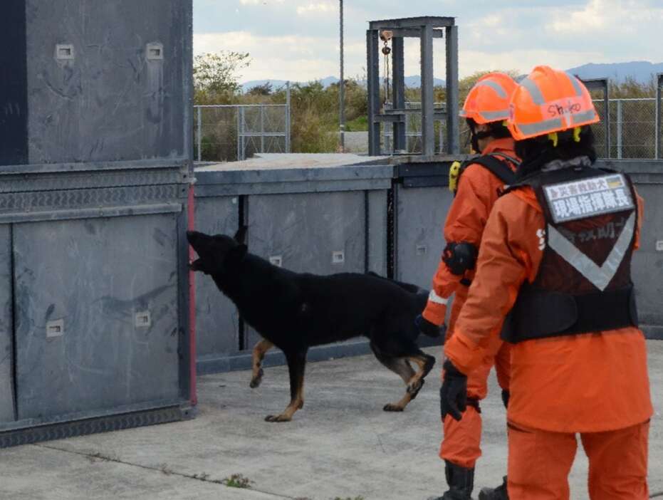 建物内に行方不明者を発見しほえて知らせる災害救助犬＝和歌山市