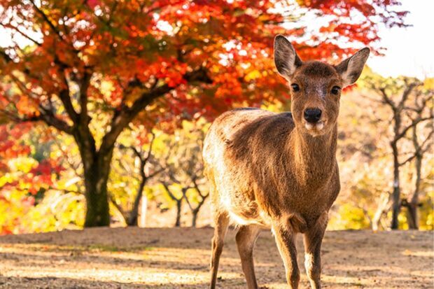 奈良公園の鹿もビックリ!?※写真はイメージです