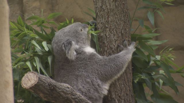 中京テレビNEWS