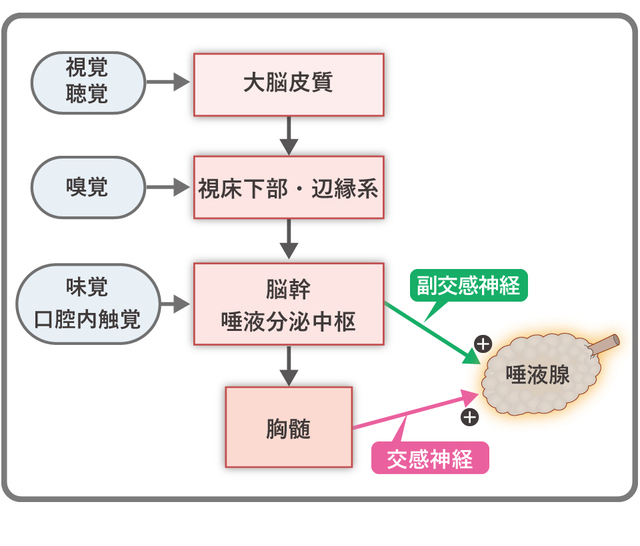 図2-1 条件反射と無条件反射(唾液の場合)　口の中の触覚や味覚に伴って唾液が分泌される反応は、無条件反射である。一方、視覚や聴覚といった唾液分泌に直接関係のない刺激で起きる反応を条件反射といい、大脳を介して情報が伝わる