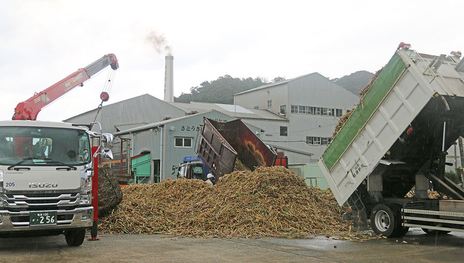 奄美大島の大型製糖工場・富国製糖も原料搬入受け入れを開始したが、2期連続の減収が見込まれている