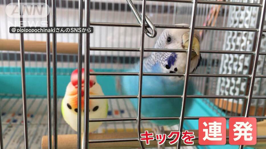 おもちゃを怒涛攻撃！　強烈キック連発で蹴落とすインコさん　怒っているの？