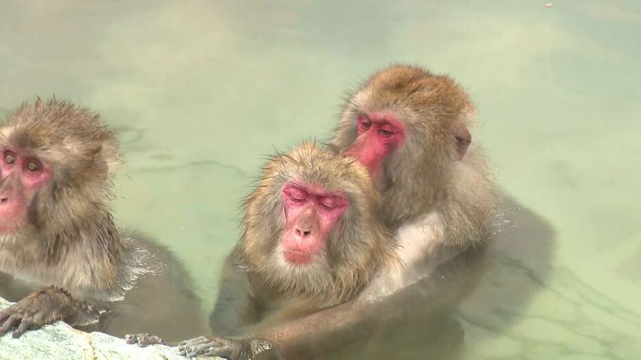 至福の表情のサルたち