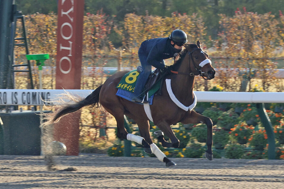 京都競馬場のダートコースで追い切られた米国のメイデイレディ