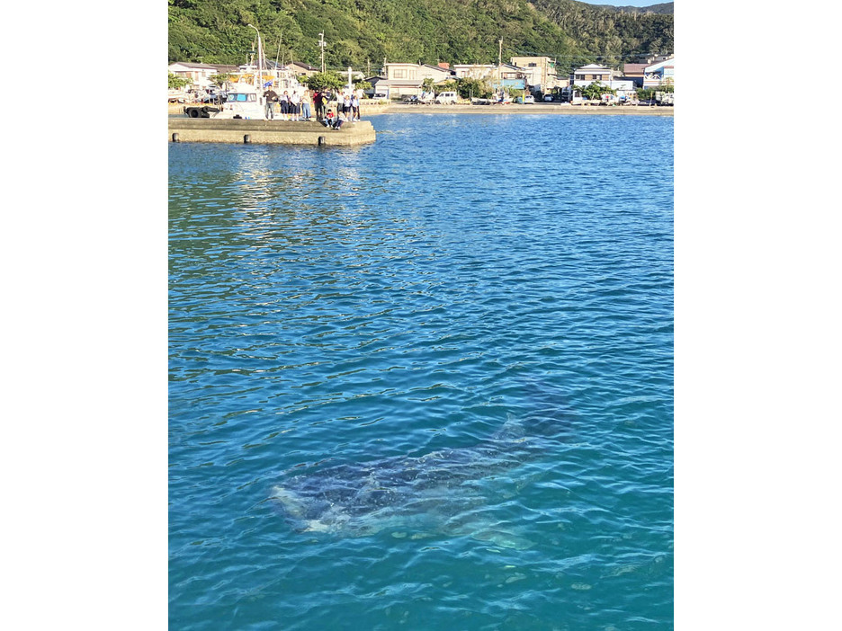 防波堤からジンベエザメを見守る島民ら＝2日、鹿児島県奄美市名瀬