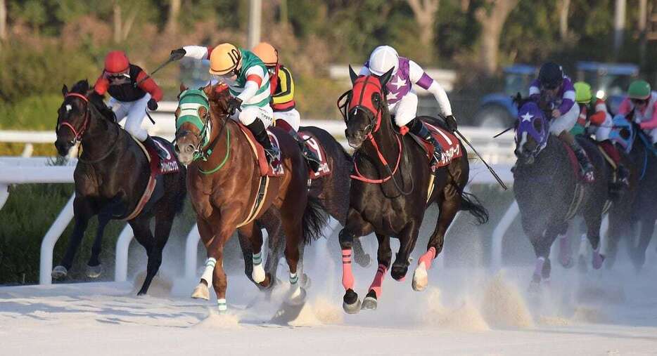 兵庫ゴールドTを制したフォーヴィスム（左から2頭目）＝園田競馬場（撮影・林俊志）