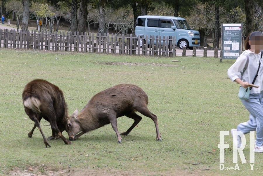 突如として小競り合いを始めた奈良公園のシカ。発情期には身体を大きく見せるために、全身に泥を塗りたくる習性がある