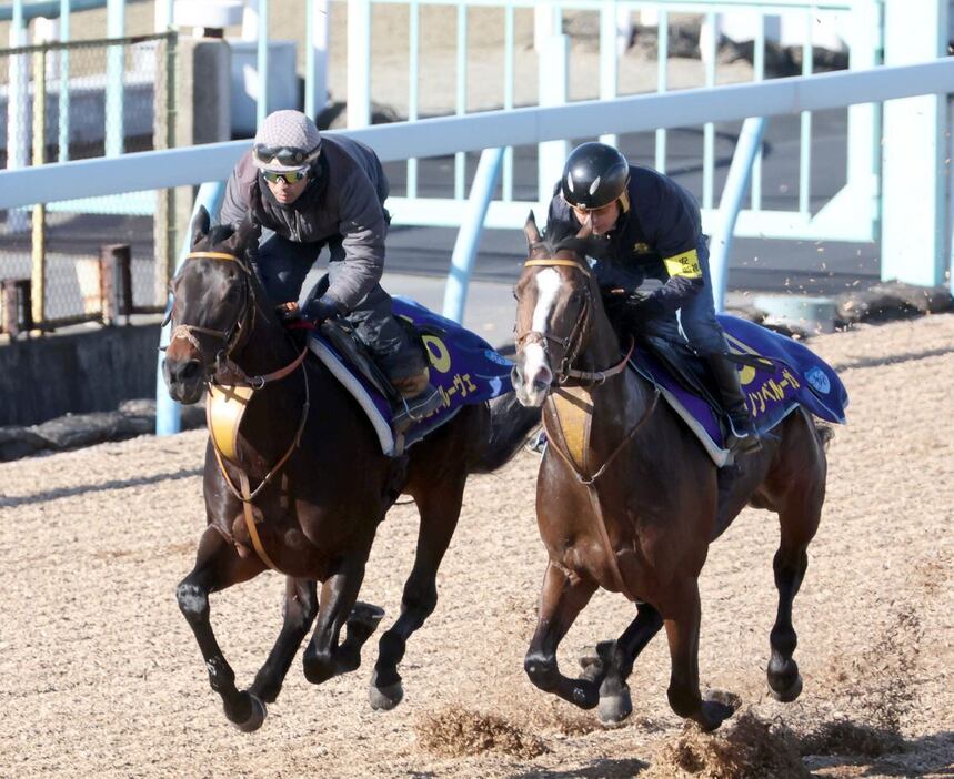 Wコースで追われたダノンベルーガ（右）とシュトルーヴェ（左）＝美浦トレセン（撮影・塩浦孝明）