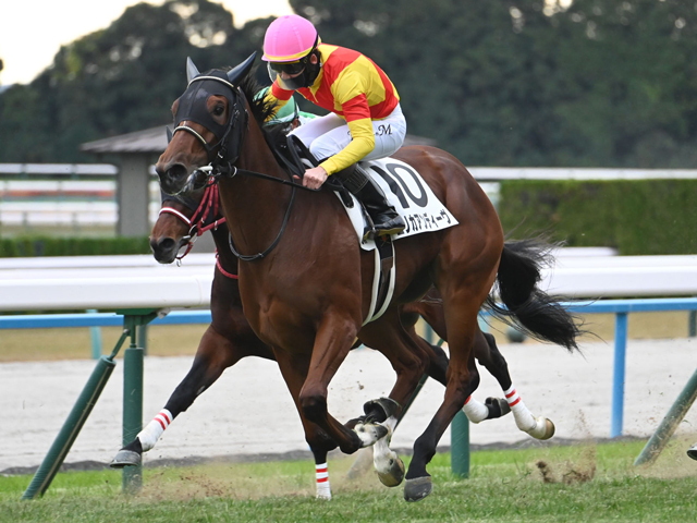 京都5R新馬戦を制したエリカアンディーヴ(c)netkeiba