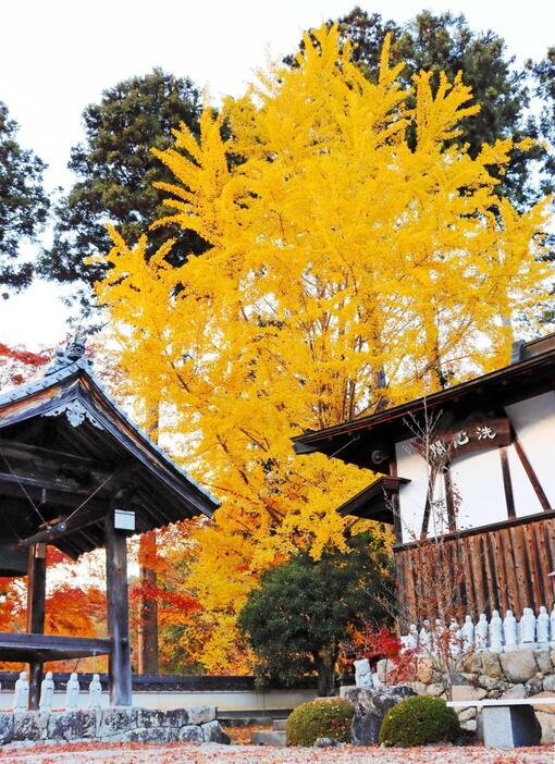 梵鐘の横で色づくイチョウ＝景福寺