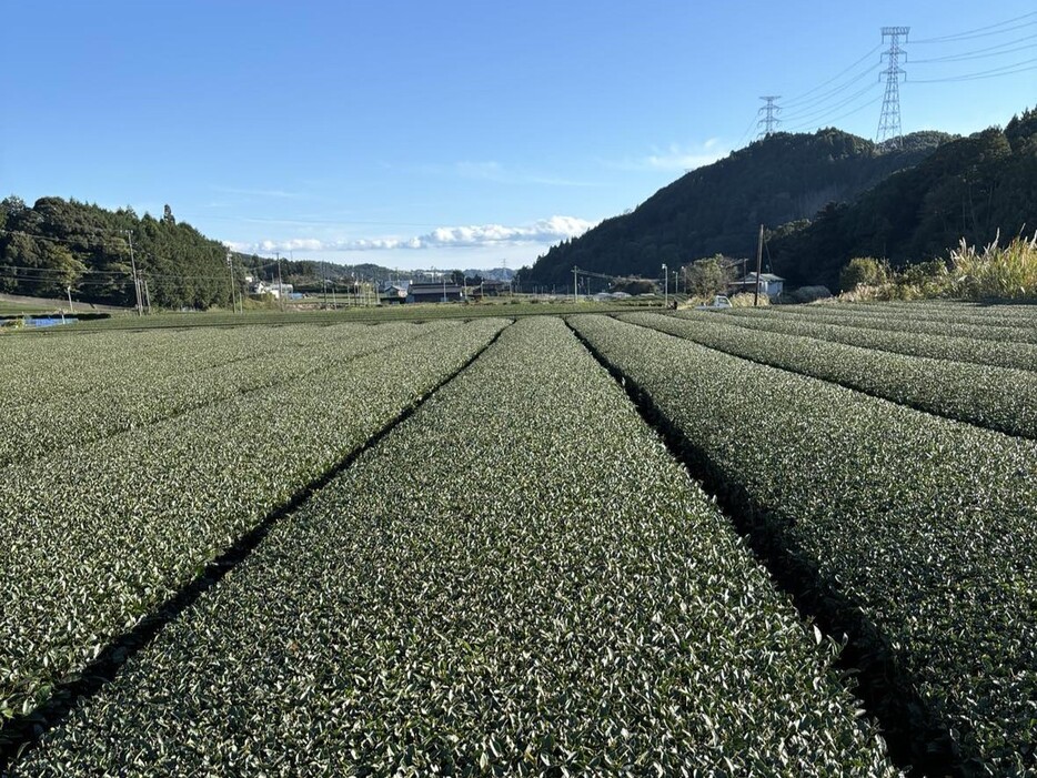 ホロンGC周辺の茶畑