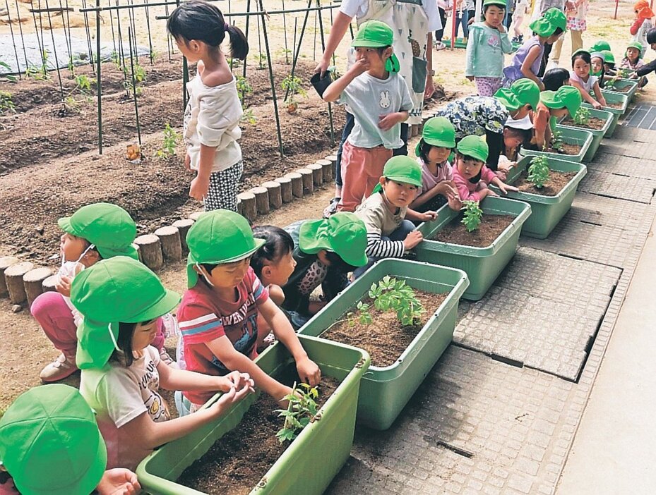 ５月に保育園でホップを植える園児