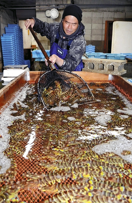 クルマエビの出荷作業が本格化した宇部市の養殖場