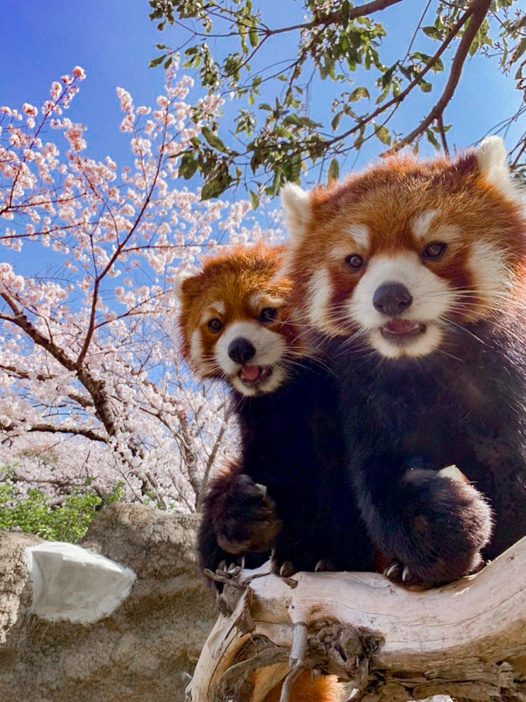 ひらかたパーク「屋内型動物園 わくわく動物村」「ワンダーガーデン」営業終了で感謝イベント