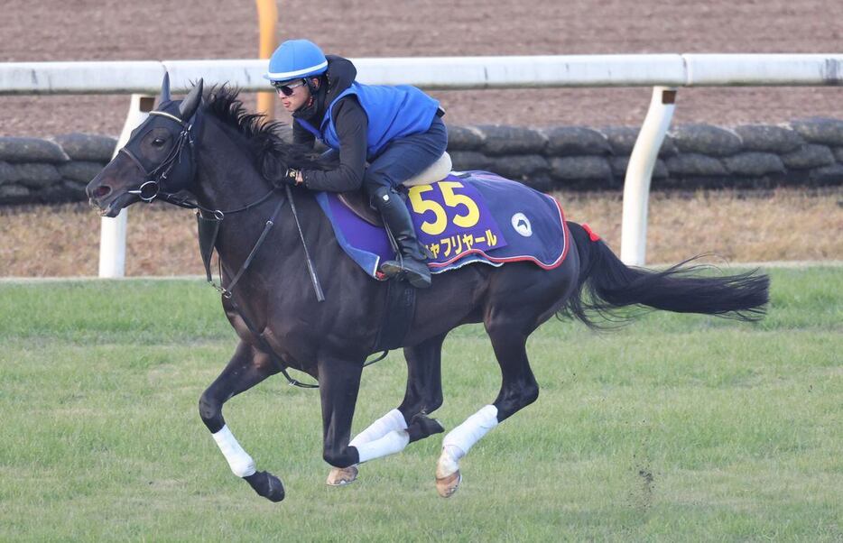 有馬記念の追い切りを行ったシャフリヤール（撮影・安部光翁）