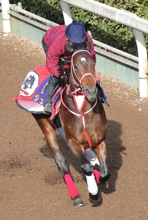 セールで高額取引をされた期待馬でもあるジュタ