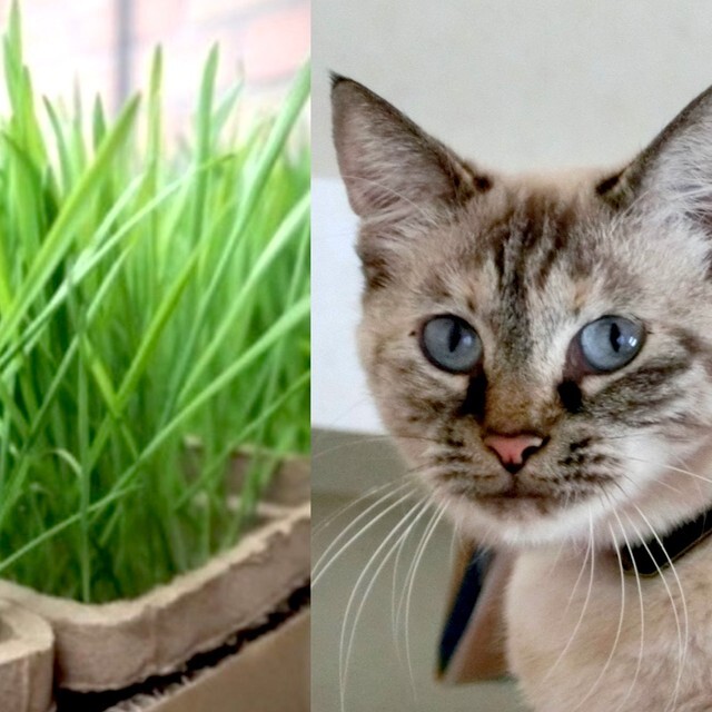 猫はなぜ「猫草」を食べるのだろうか？（画像提供：和猫研究所さん）