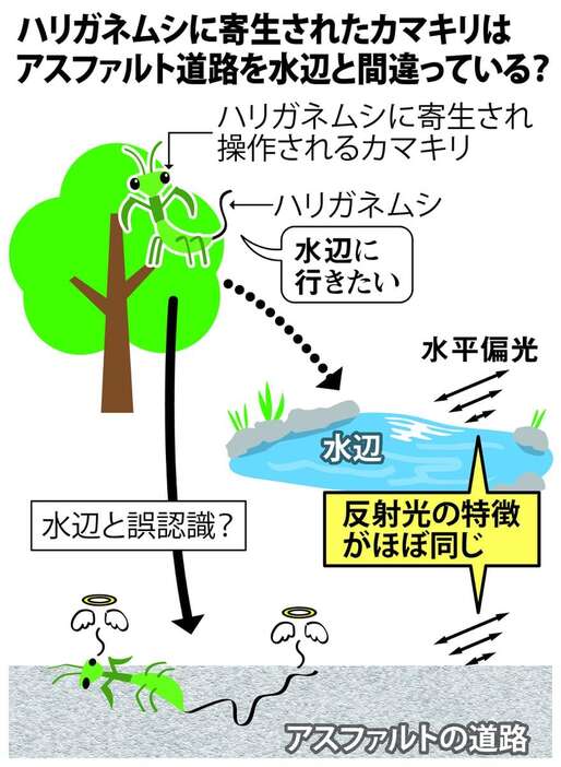 ハリガネムシに寄生されたカマキリはアスファルト道路を水辺と間違っている？