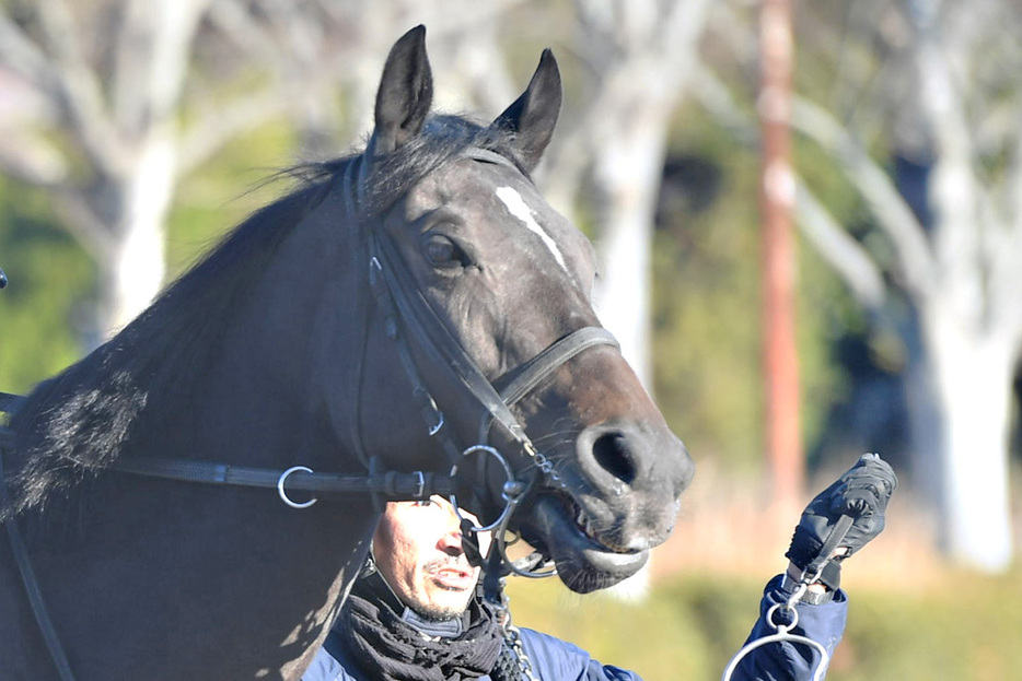 有馬記念で２年連続好走を狙うスターズオンアース