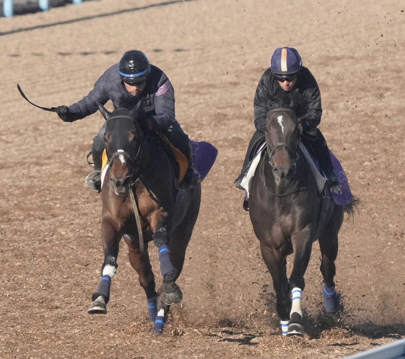 ＜有馬記念＞ウッドチップコース、川田を背に併せ馬で追い切るスターズオンアース（右）（撮影・郡司　修）