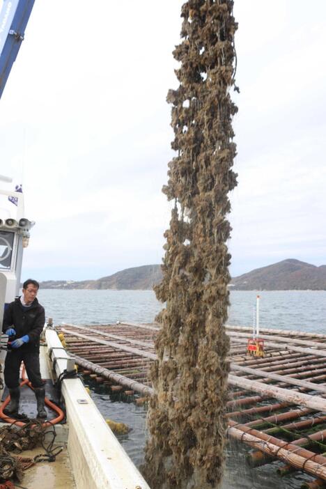 養殖いかだから水揚げされるカキ＝２０２２年、相生湾沖