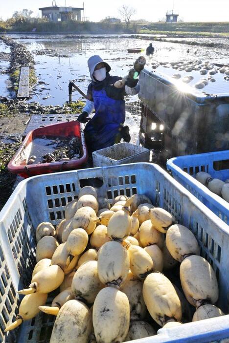 収穫の最盛期を迎えたレンコン=9日朝、土浦市沖宿町