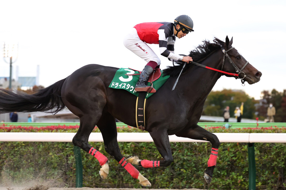 種牡馬となるドライスタウト