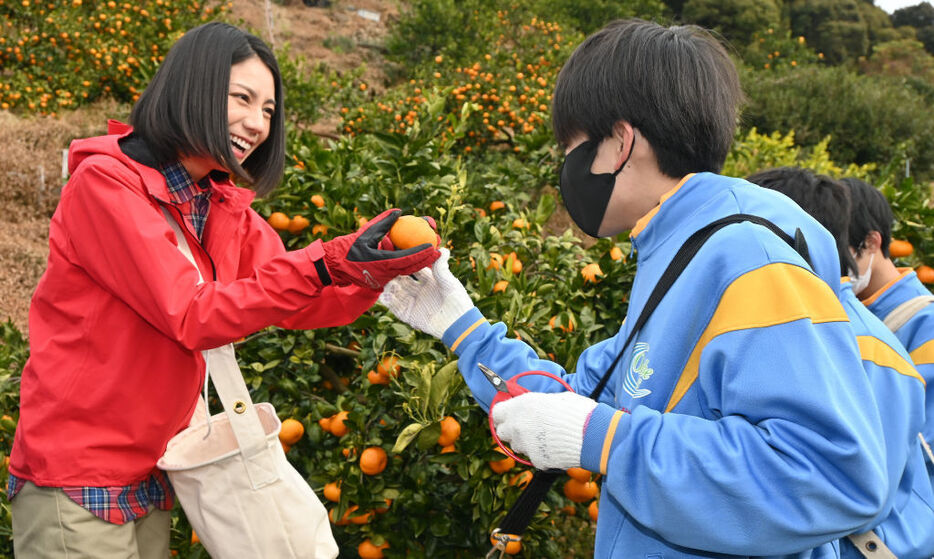 生徒と共にミカンの収穫作業に取り組む松下さん＝藤枝市岡部町三輪の大畑農園