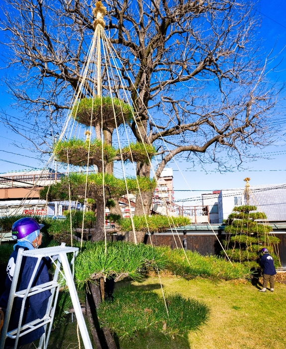 降雪に備え、雪つりの作業を進める庭師＝2日、八戸市