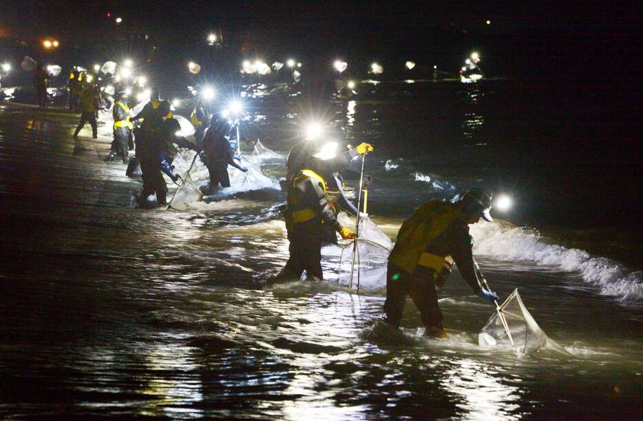 海面をライトで照らし、シラスウナギをすくう人たち＝１日午後６時過ぎ、大崎町の菱田川河口